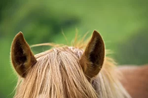 Listen – Podcasts to Inform and Inspire